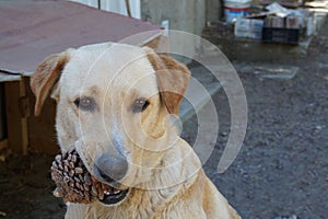 Cute blonde dog