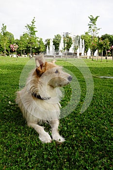 Cute blonde dog lying down on grass in park