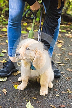 Cute Blonde Retriever or Lab Puppy Dog