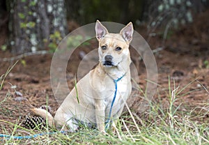 Cute blonde terrier and Chihuahua mixed breed dog outside on leash