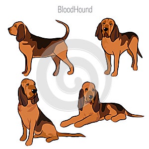 Cute Bloodhound dog doodle collection Free Hand Drawing Vector in Different Poses.