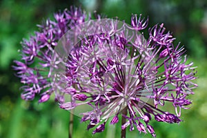 Cute blooming purple allium flower close up