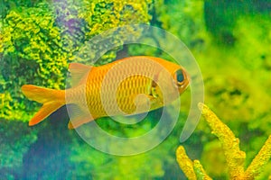 Cute Blotcheye soldierfish (Myripristis murdjan) is swimming in