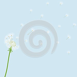 Cute blow dandelion