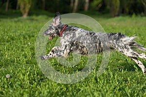 Carino blu inglese fioriere il cane è un correre attraverso sul prato 