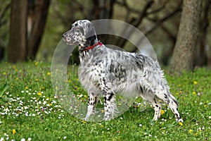 Lindo azul inglés maceteros el perro en primavera floreciente prado 