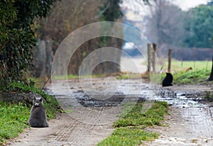 Cute blue and black cats in relax on a country road