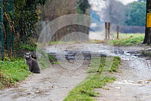 Cute blue cat sitting in relax on a country road