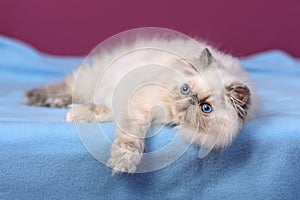Cute blue-cream colorpoint persian kitten on a blue bed