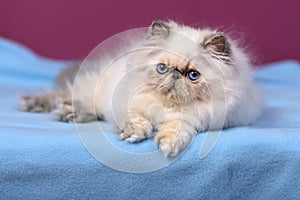 Cute blue-cream colorpoint persian kitten on a blue bed