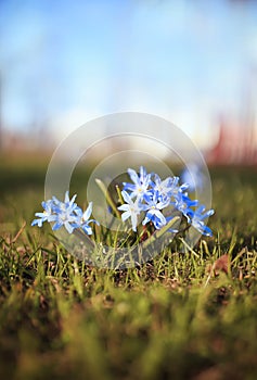 Cute blue delicate flowers bloomed under the warm spring rays in the Park