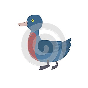 Cute blue duck Whio