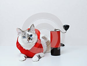 Cute blue-eyed cat in red Christmas hoodie lies on a white background. With manual coffee grinder. Free space, isolated