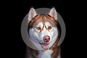 Cute blue eyed husky dog looks like smiling. Portrait siberian husky in the studio on black background