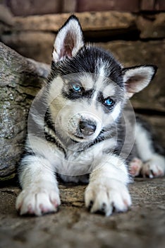 Cute blue-eyed husky puppy