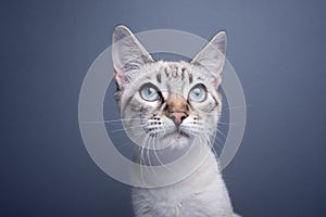 cute blue eyed kitten portrait