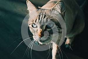 Cute blue eyed model cat posing moody and vey photogenic