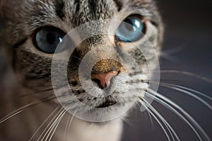 Cute blue eyed model cat posing moody and vey photogenic