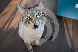 Cute blue eyed model cat posing moody and vey photogenic