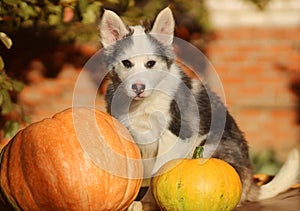 Cute blue-eyed puppy and big pumpkin