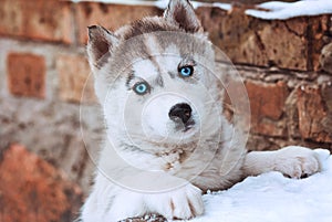 Cute blue-eyed puppy of a husky on a brick wall background