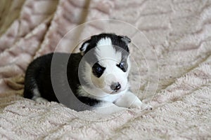 Cute blue-eyed siberian husky puppy lies on white bad