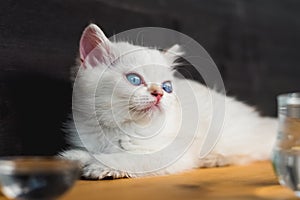 Cute blue eyes cat lying on wooden table. White British shorthair kitten