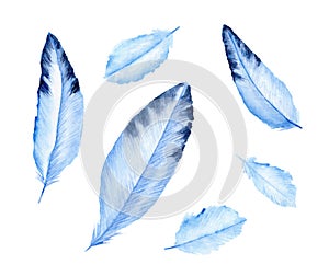 Cute blue feathers. Birdsâ€™ feather. Watercolor illustration.