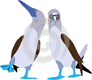 Cute Blue-footed booby vector photo