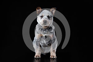 Cute blue heeler puppy sitting isolated on black background. Australian cattle dog pet