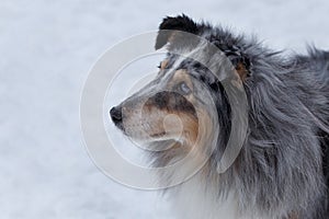 Cute blue merle shetland sheepdog puppy. Shetland collie or sheltie. Pet animals.