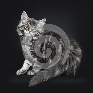 Cute blue tabby Maine Coon cat