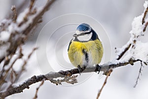 Cute blue tit bird in winter