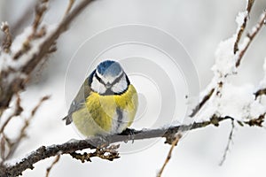 Cute blue tit bird in winter