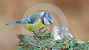 Cute blue tit bird in winter time