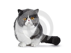 Cute blue with white young Exotic Shorthair cat on white background