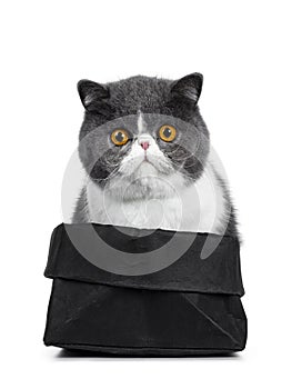 Cute blue with white young Exotic Shorthair cat on white background