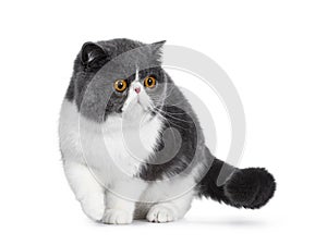 Cute blue with white young Exotic Shorthair cat on white background