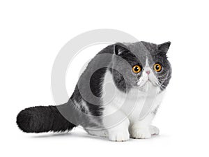 Cute blue with white young Exotic Shorthair cat on white background