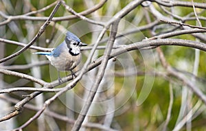 A Cute Bluejay Perched on Bare Branch of a Tree