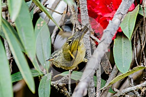 Cute Blyth's leaf warbler Phylloscopus reguloides bird in the forest
