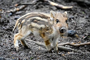 Cute boar piglet wallows in the mud in the forest