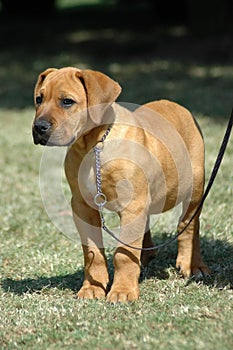 Cute Boerboel puppy