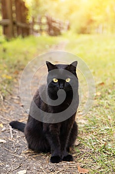 Cute bombay black cat with yellow eyes sit outdoors in nature in autumn in sunlight