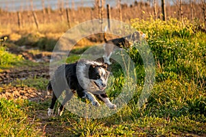 Cute border collie and beagle dogs running outdoors on a sunny day