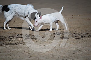 Cute border collie and bull terrier dogs playing on sandy beach, isolated
