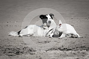 Cute border collie and bull terrier dogs playing on sandy beach, isolated in black and white