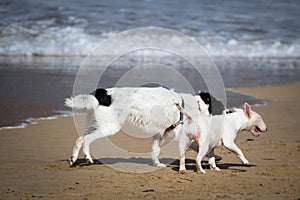 Cute border collie and bull terrier dogs playing on sandy beach, isolated