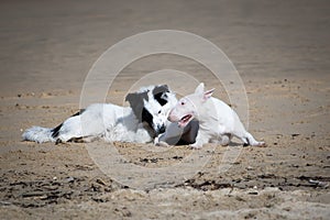 Cute border collie and bull terrier dogs playing on sandy beach, isolated