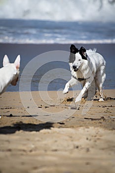 Cute border collie and bull terrier dogs playing on sandy beach, isolated